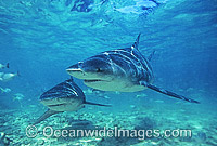 Bull Shark Carcharhinus leucas Photo - Chris & Monique Fallows