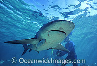 Bull Shark Carcharhinus leucas Photo - Chris & Monique Fallows
