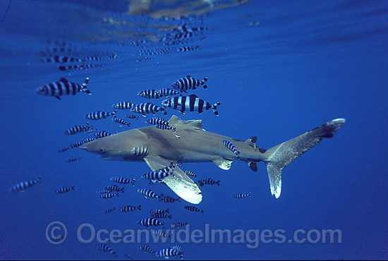 Oceanic Whitetip Shark Carcharhinus longimanus photo Oceanic Whitetip Shark Carcharhinus longimanus photo
