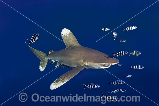 Oceanic Whitetip Shark photo