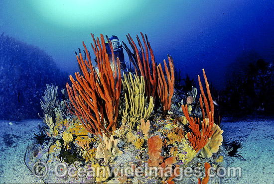 Scuba Diver exploring temperate deep water Sponge Garden. Bicheno, Tasmania, Southern Australia Photo - Gary Bell Scuba Diver exploring temperate deep water Sponge Garden. Bicheno, Tasmania, Southern Australia Photo - Gary Bell