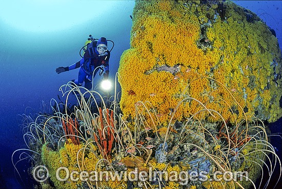Scuba Diver exploring temperate deep water reef comprised of Whip Corals, Sponges, Zoanthids and Anemones. Bicheno, Tasmania, Southern Australia Photo - Gary Bell
