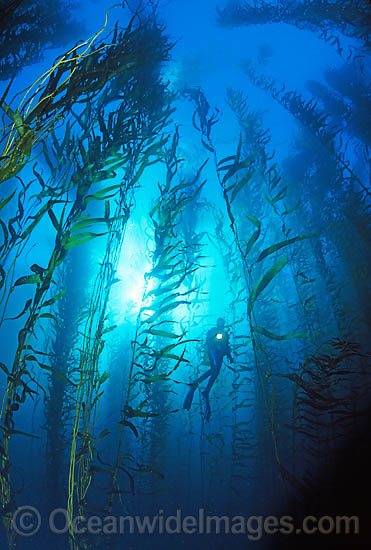 Scuba Diver exploring Giant Kelp (Macrocystis pyrifera) forest. Also known as Strap Kelp. Tasman Peninsula, Tasmania, Australia Photo - Gary Bell
