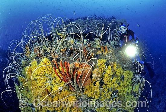 Scuba Diver and Whip Corals photo