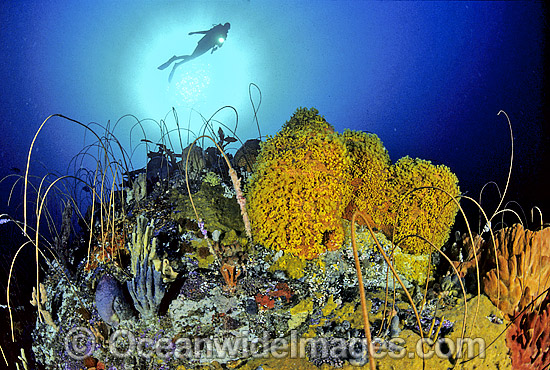 Scuba Diver Whip Corals Sponges photo Scuba Diver Whip Corals Sponges photo