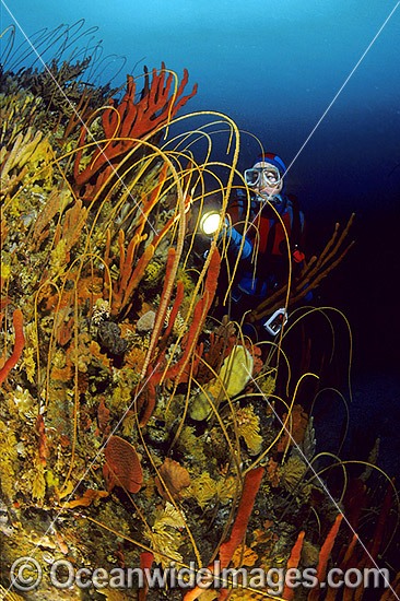 Scuba Diver in temperate deep water reef photo