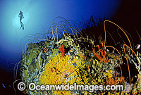 Scuba Diver diving Tasmania Photo - Gary Bell