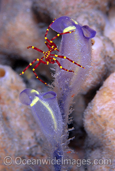 Sea Spider on Sponge photo