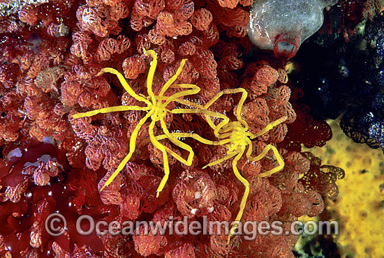 Sea Spider on Bryozoan photo