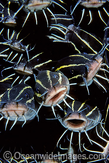 Schooling Striped Catfish (Plotosus lineatus). Found through Indo-West Pacific, extending to sub-tropical regions. Often seen in large schools, but adults seperate at night to feed. Also known as Coral Catfish. Great Barrier Reef, Queensland, Australia Photo - Gary Bell Schooling Striped Catfish (Plotosus lineatus). Found through Indo-West Pacific, extending to sub-tropical regions. Often seen in large schools, but adults seperate at night to feed. Also known as Coral Catfish. Great Barrier Reef, Queensland, Australia Photo - Gary Bell