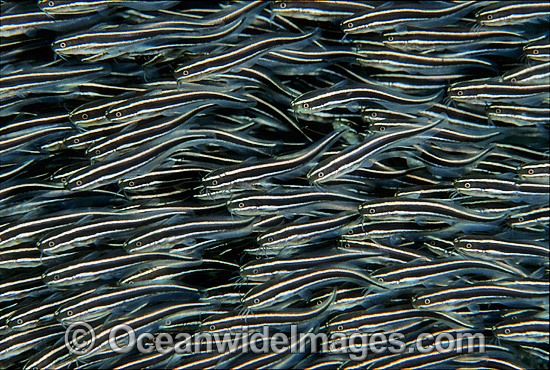 Schooling juvenile Striped Catfish (Plotosus lineatus). Found through Indo-West Pacific, extending to sub-tropical regions. Seen in large schools, but adults seperate at night to feed. Also known as Coral Catfish. Great Barrier Reef, Queensland, Australia Photo - Gary Bell