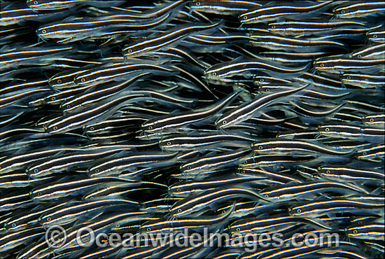 Schooling juvenile Striped Catfish (Plotosus lineatus). Found through Indo-West Pacific, extending to sub-tropical regions. Seen in large schools, but adults seperate at night to feed. Also known as Coral Catfish. Great Barrier Reef, Queensland, Australia Photo - Gary Bell Schooling juvenile Striped Catfish (Plotosus lineatus). Found through Indo-West Pacific, extending to sub-tropical regions. Seen in large schools, but adults seperate at night to feed. Also known as Coral Catfish. Great Barrier Reef, Queensland, Australia Photo - Gary Bell