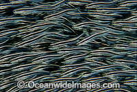 Schooling Striped Catfish Photo - Gary Bell