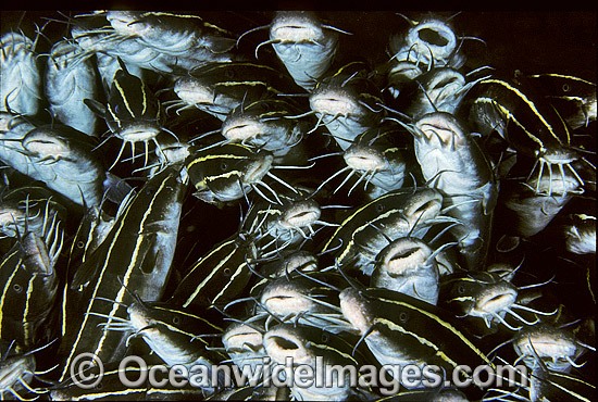 Schooling Striped Catfish (Plotosus lineatus). Found through Indo-West Pacific, extending to sub-tropical regions. Often seen in large schools, but adults seperate at night to feed. Also known as Coral Catfish. Great Barrier Reef, Queensland, Australia Photo - Gary Bell