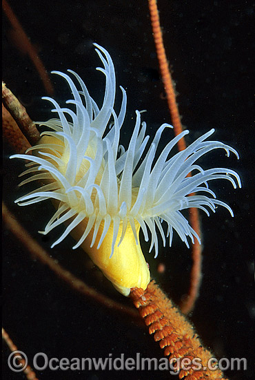 Stinging Anemone (Order: Actiniaria) on Whip Coral. Montague Island, New South Wales, Australia Photo - Gary Bell Stinging Anemone (Order: Actiniaria) on Whip Coral. Montague Island, New South Wales, Australia Photo - Gary Bell