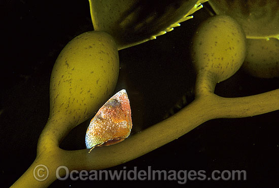 Pink Gastropod Cantharidus eximius photo