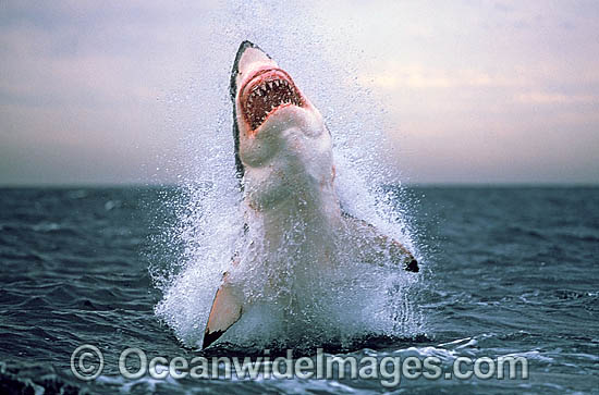 Great White Shark breaching on Seal photo