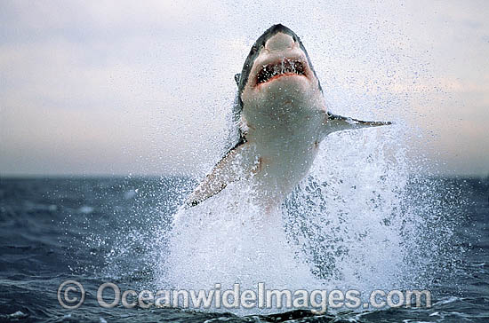 Great White Shark breaching Cape Fur Seal photo