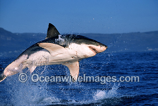 Great White Shark breaching on Seal photo