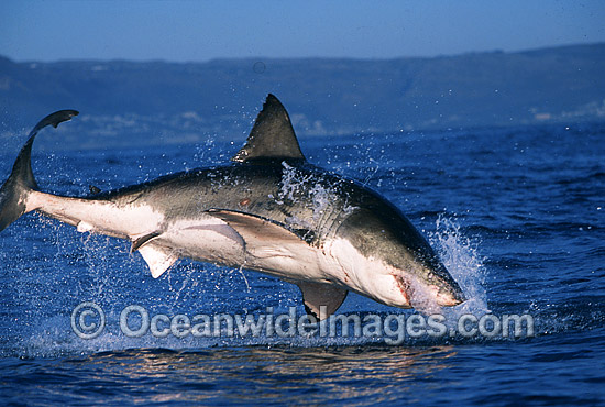 Great White Shark breaching on Seal photo