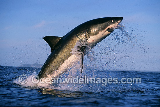 Great White Shark breaching photo