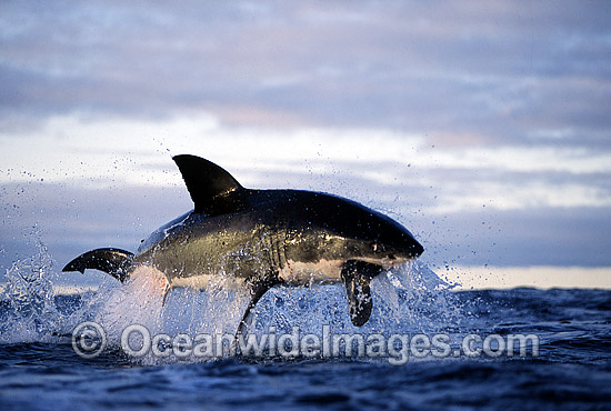 Great White Shark (Carcharodon carcharias) breaching on surface whilst attacking seal decoy. False Bay, South Africa. Protected species. Photo - Chris & Monique Fallows Great White Shark (Carcharodon carcharias) breaching on surface whilst attacking seal decoy. False Bay, South Africa. Protected species. Photo - Chris & Monique Fallows