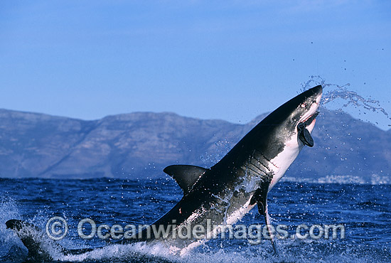 Great White Shark breaching photo