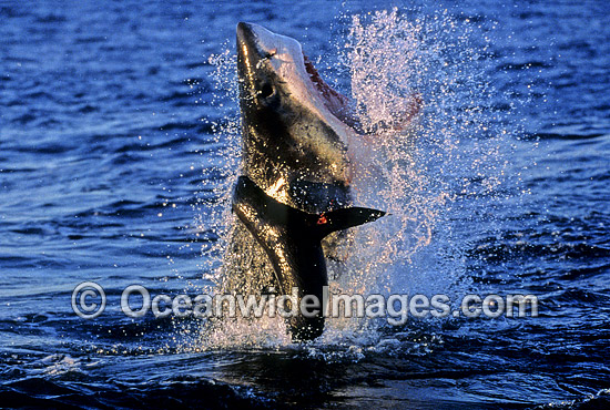 Great White Shark (Carcharodon carcharias) breaching on surface whilst attacking Cape Fur Seal (Arctocephalus pusillus pusillus). False Bay, South Africa. Protected species. Sequence - C1. Photo - Chris & Monique Fallows Great White Shark (Carcharodon carcharias) breaching on surface whilst attacking Cape Fur Seal (Arctocephalus pusillus pusillus). False Bay, South Africa. Protected species. Sequence - C1. Photo - Chris & Monique Fallows