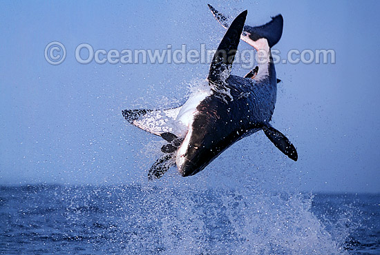 Great White Shark breaching photo