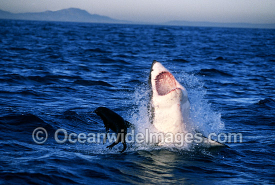 Great White Shark (Carcharodon carcharias) breaching on surface whilst attacking Cape Fur Seal (Arctocephalus pusillus pusillus). False Bay, South Africa. Protected species Classified as Vulnerable on the IUCN Red List. Photo - Chris & Monique Fallows Great White Shark (Carcharodon carcharias) breaching on surface whilst attacking Cape Fur Seal (Arctocephalus pusillus pusillus). False Bay, South Africa. Protected species Classified as Vulnerable on the IUCN Red List. Photo - Chris & Monique Fallows