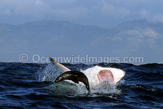 Great White Shark (Carcharodon carcharias) breaching on surface whilst attacking Cape Fur Seal (Arctocephalus pusillus pusillus). False Bay, South Africa. Protected species Classified as Vulnerable on the IUCN Red List. Photo - Chris & Monique Fallows Great White Shark (Carcharodon carcharias) breaching on surface whilst attacking Cape Fur Seal (Arctocephalus pusillus pusillus). False Bay, South Africa. Protected species Classified as Vulnerable on the IUCN Red List. Photo - Chris & Monique Fallows
