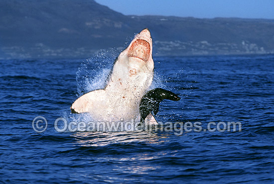 Great White Shark (Carcharodon carcharias) breaching on surface whilst attacking Cape Fur Seal (Arctocephalus pusillus pusillus). False Bay, South Africa. Protected species Classified as Vulnerable on the IUCN Red List. Photo - Chris & Monique Fallows Great White Shark (Carcharodon carcharias) breaching on surface whilst attacking Cape Fur Seal (Arctocephalus pusillus pusillus). False Bay, South Africa. Protected species Classified as Vulnerable on the IUCN Red List. Photo - Chris & Monique Fallows