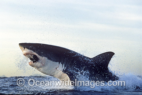 Great White Shark (Carcharodon carcharias) breaching on surface whilst attacking seal decoy. False Bay, South Africa. Protected species. Photo - Chris & Monique Fallows Great White Shark (Carcharodon carcharias) breaching on surface whilst attacking seal decoy. False Bay, South Africa. Protected species. Photo - Chris & Monique Fallows