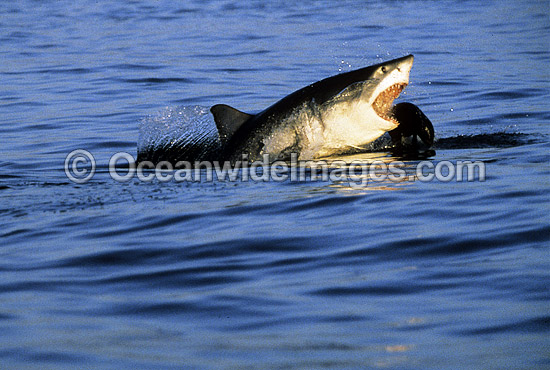 Great White Shark breaching on Seal photo