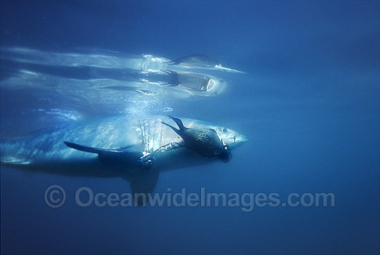 Great White Shark with Cape Fur Seal photo