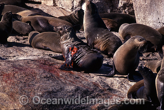 Cape Fur Seal (Arctocephalus pusillus pusillus) with severe Great White Shark (Carcharodon carcharias) attack wounds. False Bay, South Africa. Protected species. Photo - Chris & Monique Fallows Cape Fur Seal (Arctocephalus pusillus pusillus) with severe Great White Shark (Carcharodon carcharias) attack wounds. False Bay, South Africa. Protected species. Photo - Chris & Monique Fallows