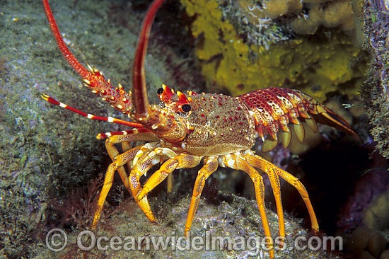 Red Spiny Lobster photo