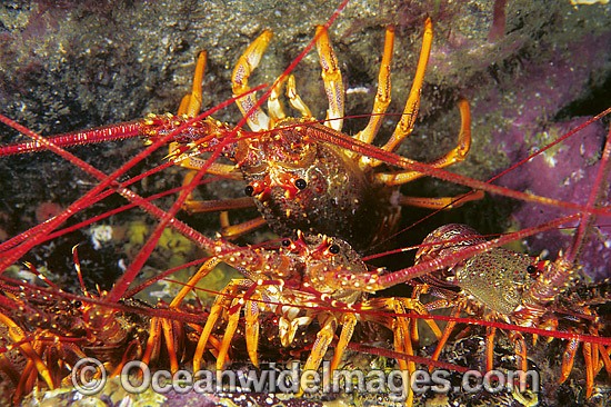 Red Spiny Lobster Jasus edwardsii photo