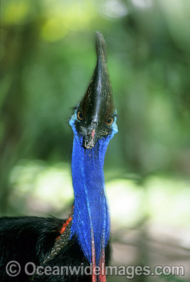 Southern Cassowary Casuarius casuarius photo