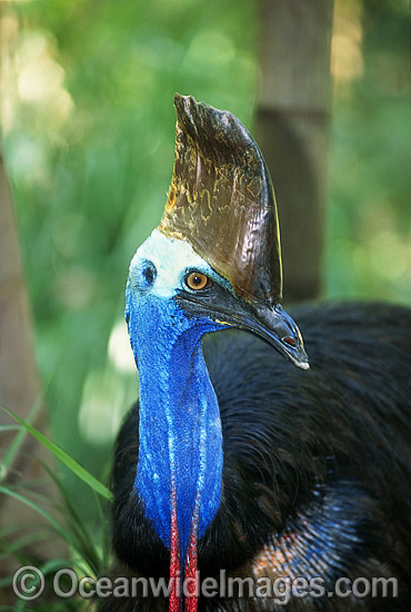 Southern Cassowary Dangerous bird photo