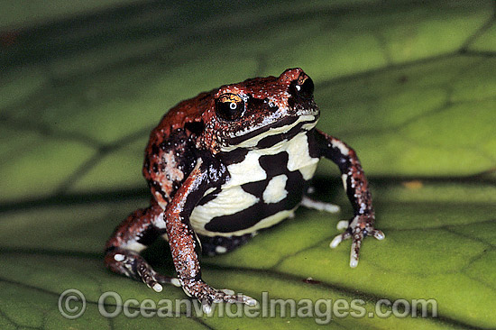 Red-backed Toadlet Pseudophryne coriacea photo