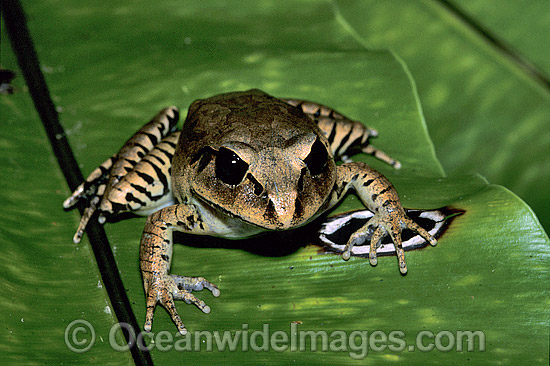 Great Barred Frog Mixophyes fasciolatus photo Great Barred Frog Mixophyes fasciolatus photo