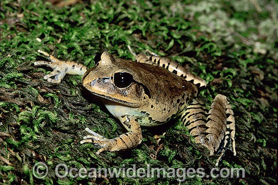 Great Barred Frog Mixophyes fasciolatus photo