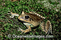 Great Barred Frog Mixophyes fasciolatus Photo - Gary Bell