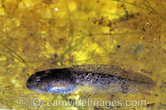 Striped Marsh Frog tadpole leg development photo