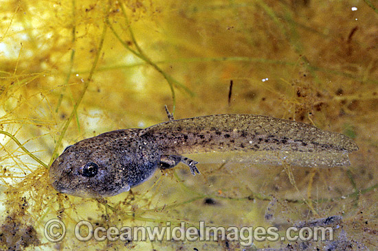 Striped Marsh Frog tadpole leg development photo