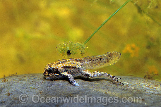 Striped Marsh Frog tadpole leg development photo