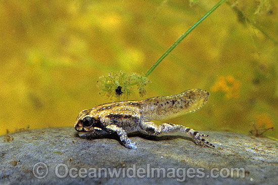 Stock Photo of Striped Marsh Frog tadpole leg development