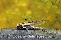 Striped Marsh Frog tadpole leg development Photo - Gary Bell