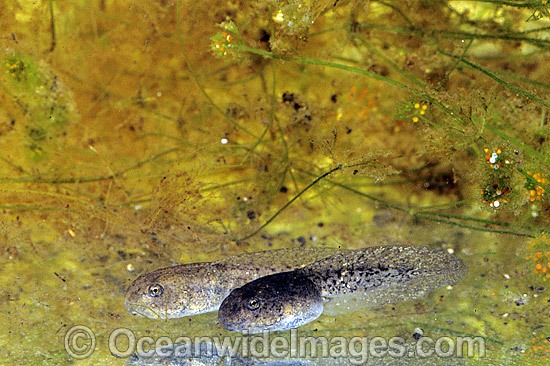 Striped Marsh Frog Limnodynastes peronii tadpoles photo